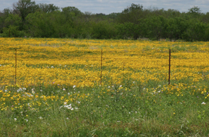 Vance, Texas